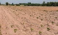 The small cassava of cassava farm,industrial drop of Thailand.