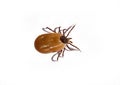 Castor bean tick Royalty Free Stock Photo