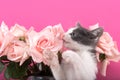 Whiskers and Roses: The Delicate Encounter Royalty Free Stock Photo