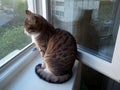 Small cat, cute. Portrait, looking out the window at nature