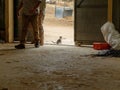 Small cat at the door of the farm store Royalty Free Stock Photo