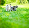 Small cat on grass Royalty Free Stock Photo