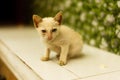 The small cat is isolated on a white background.