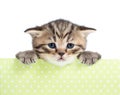 Small cat or kitten in cardboard box Royalty Free Stock Photo