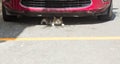 Small cat or kitten hiding under front of car