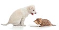 Small cat kitten and puppy lap milk from bowl Royalty Free Stock Photo