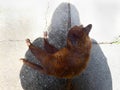 small cat laying in photographer\'s shadow