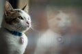 A small cat looking out a window Royalty Free Stock Photo