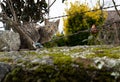 Small cat looking to the camera in a farm house stone wall.