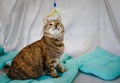Small Cat Is Playing With A Toy With Colorful Feathers Royalty Free Stock Photo
