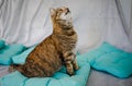 Small Cat Is Playing With A Toy With Colorful Feathers Royalty Free Stock Photo