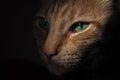 Small Cat portrait in low light Royalty Free Stock Photo