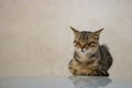A small cat rests Royalty Free Stock Photo