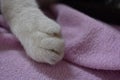 A small cat`s paw on a pink terrycloth sheet. Royalty Free Stock Photo