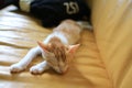 Small cat sleeping, catnap on the sofa, lying on the bed