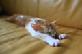 Small cat sleeping, catnap on the sofa, lying on the bed