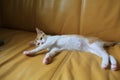 Small cat sleeping, catnap on the sofa, lying on the bed Royalty Free Stock Photo