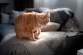 Small cat under the window is scared with a noise Royalty Free Stock Photo