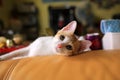 Small cat is watching on the sofa, lying on and wait the someone Royalty Free Stock Photo