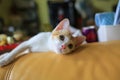 Small cat is watching on the sofa, lying on and wait the someone Royalty Free Stock Photo