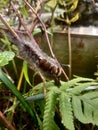 Small Caterpillar crawing between plant branches Royalty Free Stock Photo