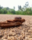 A small caterpillar crossing the road