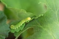 Small caterpillar damaging geranium flower leaves