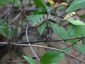 Small caterpillar on a green leaf Royalty Free Stock Photo