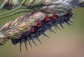 Caterpillar with spikes and fur of a butterfly hidden on the back side of wheat, Czech countryside