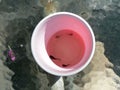 Small catfish in a pink bucket
