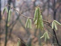 Small catkins on the branch, close-up. Royalty Free Stock Photo