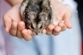 Small cavia porcellus pig on asian child girl`s palm hand , pet and owern on background Royalty Free Stock Photo