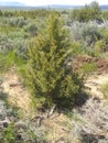 Small cedar tree yellowish green b