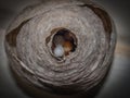 Opening to a Bald-Faced Hornets Nest