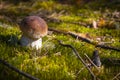 Small cep mushroom grow in moss forest Royalty Free Stock Photo