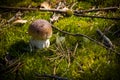 Small cep mushroom grow in moss wood