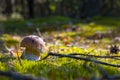 Small cep mushroom grow in sunny moss Royalty Free Stock Photo