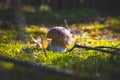 Small cep mushroom grow in sunny wood