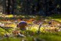 Small cep mushroom silhouette in moss Royalty Free Stock Photo