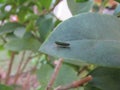 A small Cercopidae Macugonalia cavifrons perched