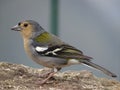 Small chaffinch from the island of Madeira