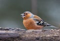 Small Chaffinch (Fringilla coelebs) perched on a close branch