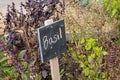 small chalkboard sign marking basil growing in home garden Royalty Free Stock Photo