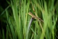 A small chameleon on a branch surrounded with green grass