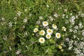 small chamomile blooms against a background of green grass and white alyssum