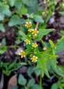 small chamomile flowers and green leaves