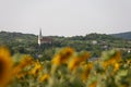 Small chapel between Kali basin hills with sunflowers in the foreground near to lake Balaton