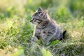 small charming kitten walks on the green grass