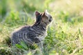 small charming kitten walks on the green grass
