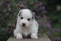 Little cute puppy on a background of flowers